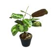 Maranta cristata