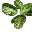 Maranta cristata