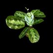 Maranta cristata