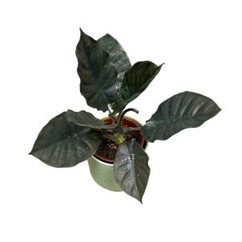 Alocasia infernalis 'Black Magic'