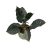 Alocasia infernalis 'Black Magic'