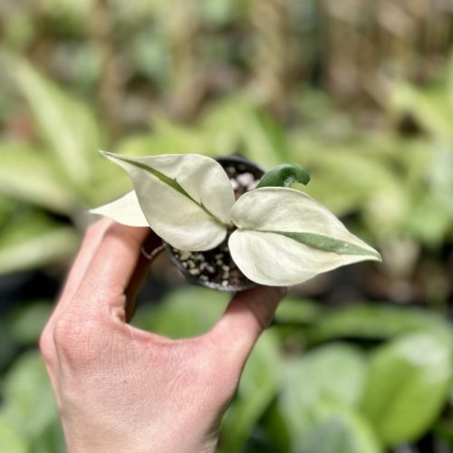 Philodendron hederaceum var. oxycardium 'Silver Stripe' mutáció (Grower's Select)