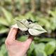 Philodendron hederaceum var. oxycardium 'Silver Stripe' mutáció (Grower's Select)