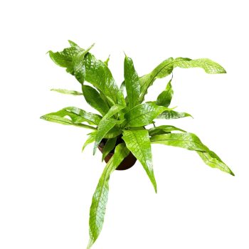   Microsorum musifolium 'Crocodyllus' - Krokodilpáfrány