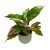 Aglaonema 'Jungle Red'