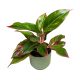 Aglaonema 'Jungle Red'