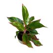 Aglaonema 'Jungle Red'