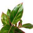 Aglaonema 'Jungle Red'