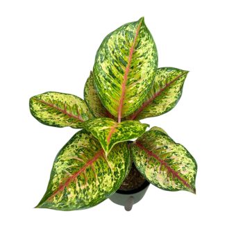 Aglaonema 'Carnival Queen'
