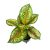 Aglaonema 'Carnival Queen'