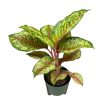 Aglaonema 'Carnival Queen'