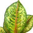 Aglaonema 'Carnival Queen'