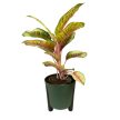 Aglaonema 'Carnival Queen'