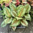 Aglaonema 'Carnival Queen'