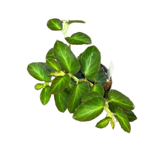 Begonia thelmae (Inplanted)