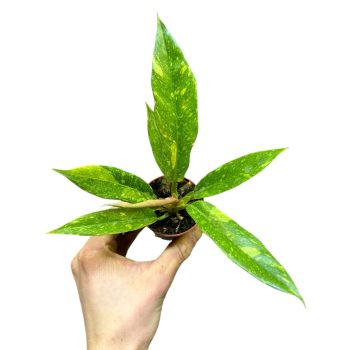 Philodendron serratum 'Ring of Fire' (mini)