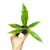 Philodendron serratum 'Ring of Fire' (mini)
