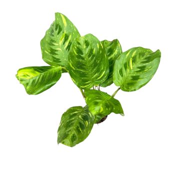   Maranta leuconeura var. kerchoveana 'Variegata' (Inplanted)