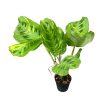 Maranta leuconeura var. kerchoveana 'Variegata' (Inplanted)