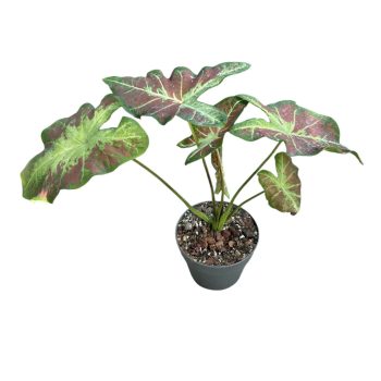 Caladium bicolor 'Just Saucy' (Inplanted)
