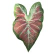 Caladium bicolor 'Just Saucy' (Inplanted)