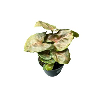 Syngonium podophyllum 'Maria Allusion' (mini)