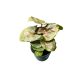 Syngonium podophyllum 'Maria Allusion' (mini)
