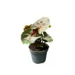 Syngonium podophyllum 'Maria Allusion' (mini)