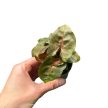 Syngonium podophyllum 'Maria Allusion' (mini)
