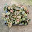 Syngonium podophyllum 'Maria Allusion' (mini)