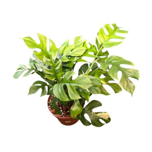 Rhaphidophora tetrasperma (extra)