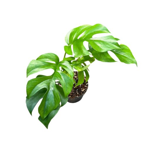 Rhaphidophora tetrasperma (Inplanted)