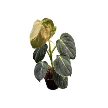 Philodendron melanochrysum 'Variegata' (Inplanted)