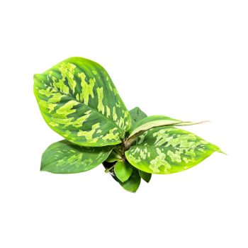 Homalomena wallisii 'Camouflage' (mini)
