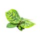 Homalomena wallisii 'Camouflage' (mini)