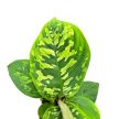Homalomena wallisii 'Camouflage' (mini)