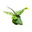 Homalomena wallisii 'Camouflage' (mini)