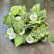 Homalomena wallisii 'Camouflage' (mini)