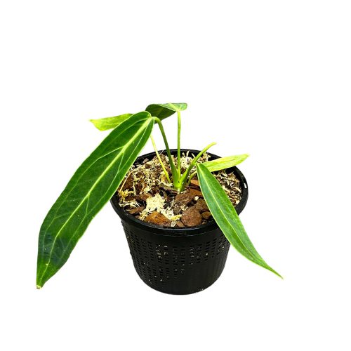 Anthurium warocqueanum 'M' (Inplanted)