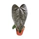 Anthurium 'Queen of Hearts’