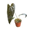 Anthurium 'Queen of Hearts’