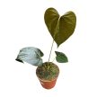 Anthurium 'Queen of Hearts'