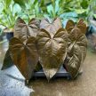 Anthurium 'Queen of Hearts’