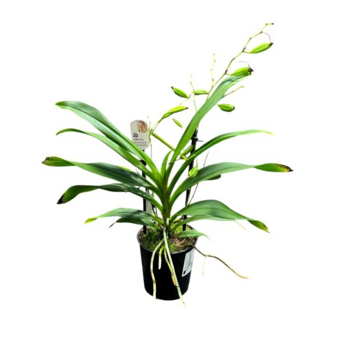 Angraecum calceolus