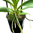 Angraecum calceolus