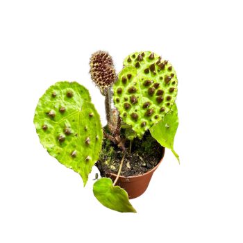 Begonia ferox (mini)