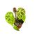 Begonia ferox (mini)