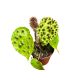 Begonia ferox (mini)