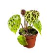Begonia ferox (mini)