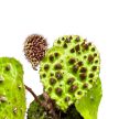 Begonia ferox (mini)